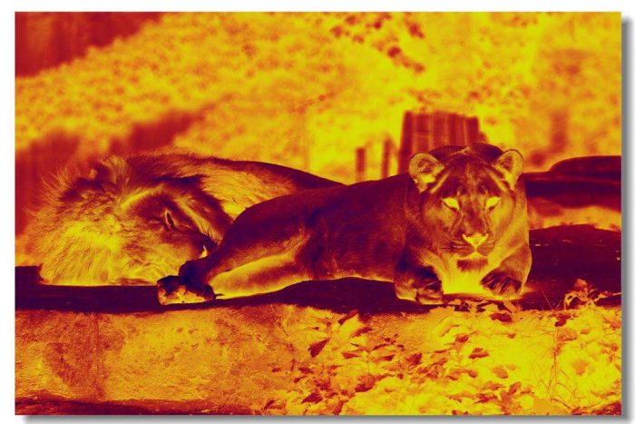 红外热像仪拍摄动物