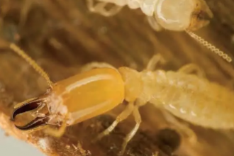 红外热像仪测蚂蚁