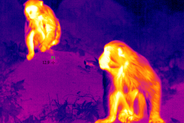 动物红外热像仪图片
