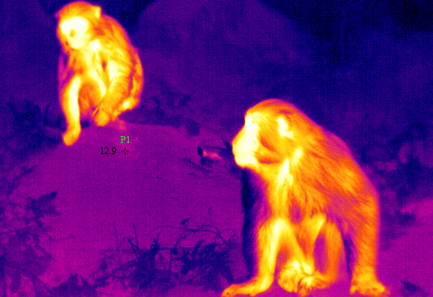 动物红外热像仪图片