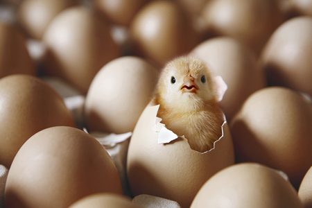 鸡蛋孵化1