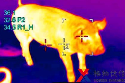 红外热像仪用于猪群体温监测