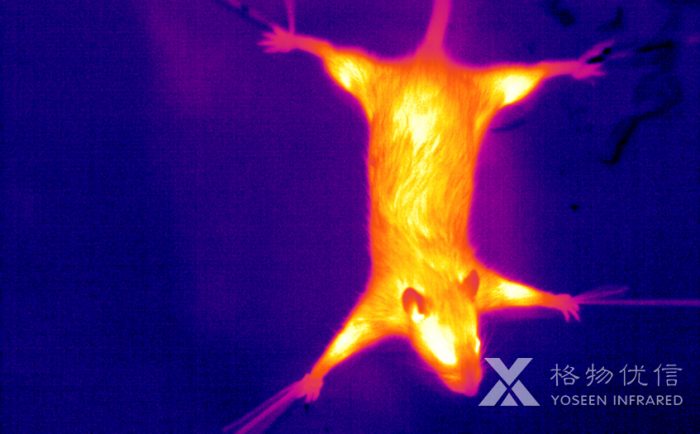 使用格物优信红外热像仪拍摄的老鼠热像图