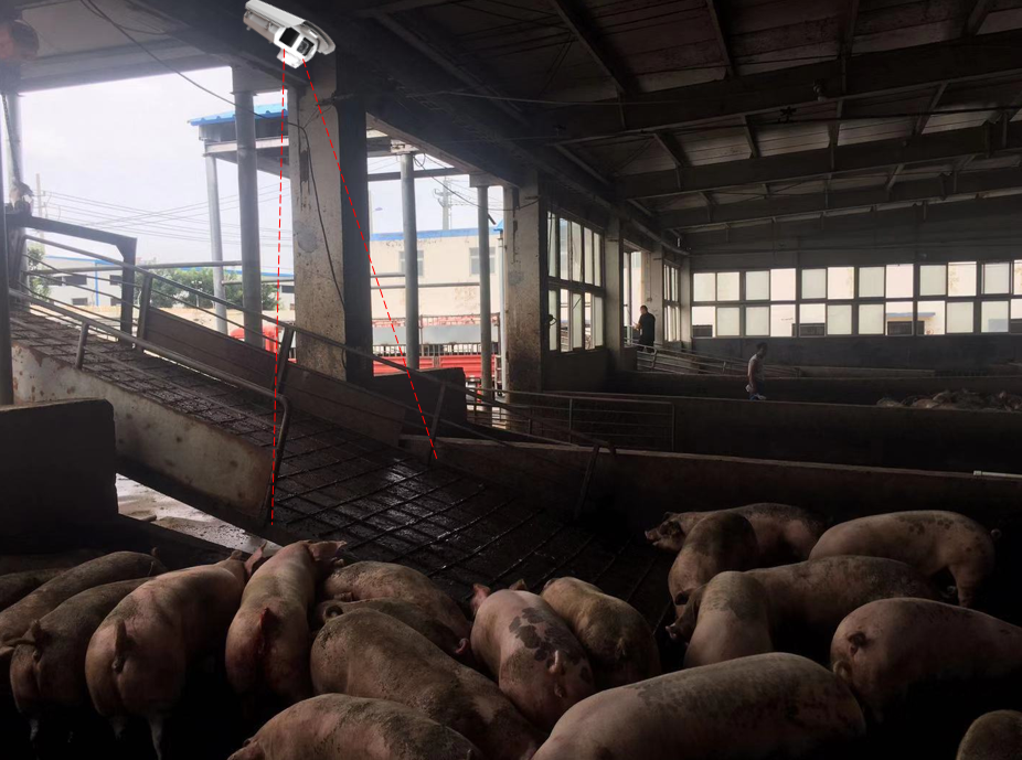 大型养猪场安装红外热像仪监控养猪温度
