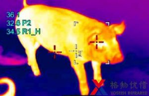 红外热像仪镜头下能清楚显示出猪的身体温度