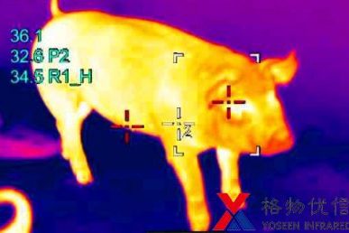 红外热像仪镜头下能清楚显示出猪的身体温度