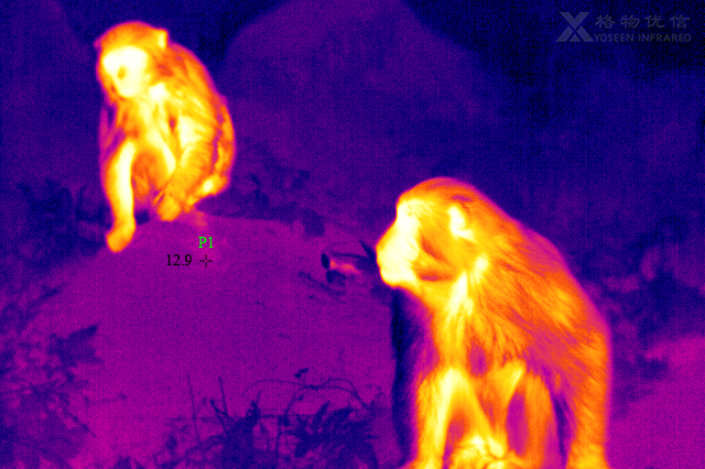 X系列高性能红外热像仪监测动物