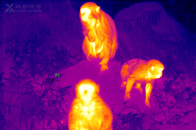 热成像检测野生动物
