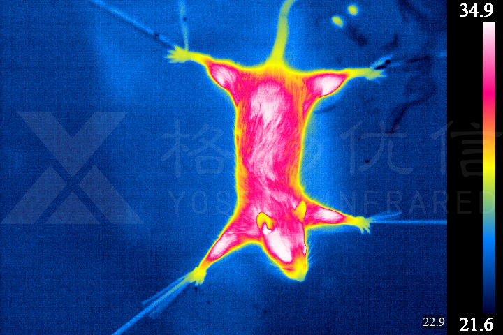 无感测温,精准赋能小动物科研 —— 格物优信科研热像仪小鼠测温应用方案